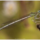 Platycnemis pennipes