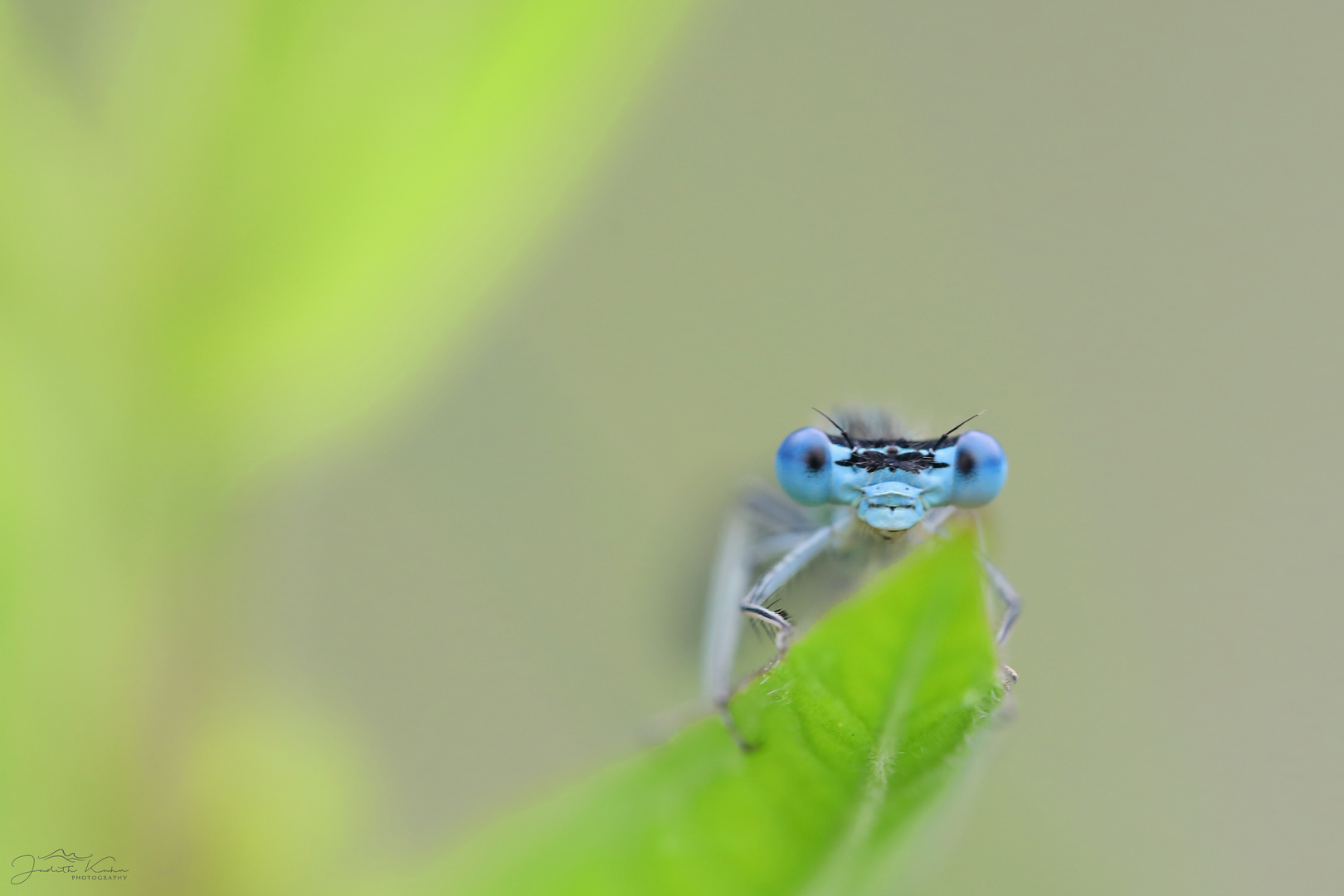 Platycnemis pennipes