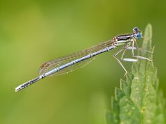 Platycnemis pennipes Blaue Federlibelle