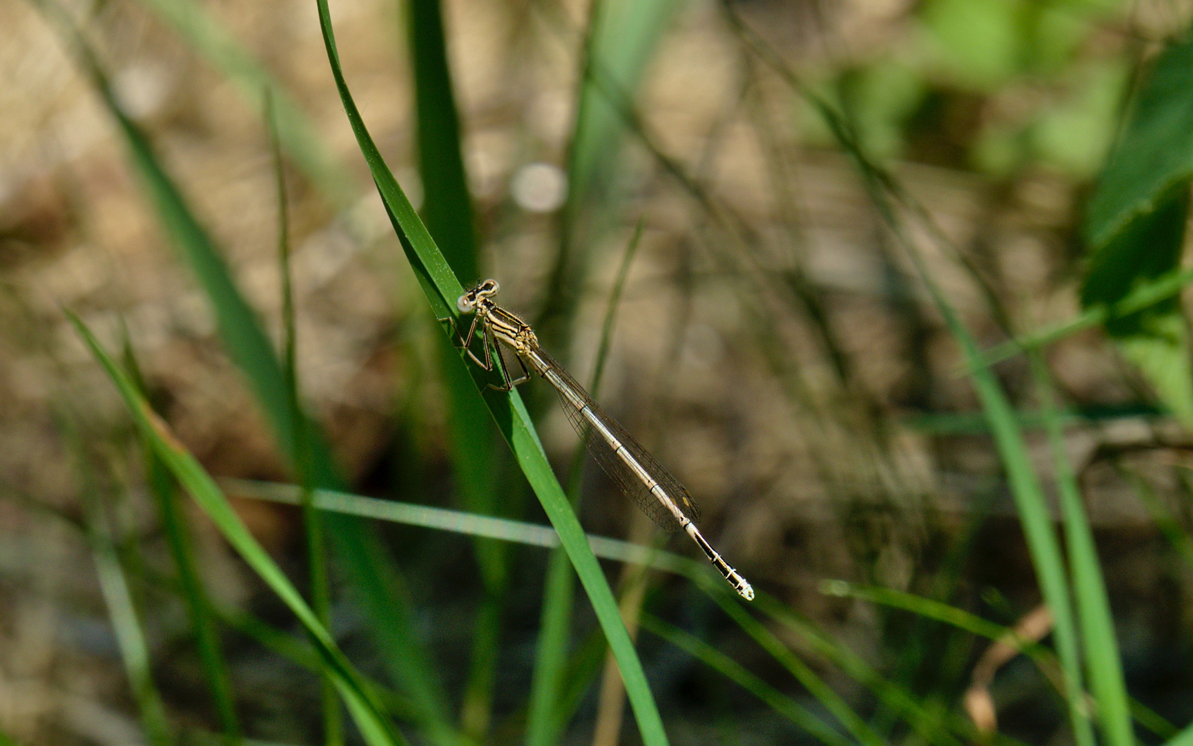 Platycnemis pennipes (Blaue Federlibelle)