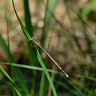 Platycnemis pennipes (Blaue Federlibelle)