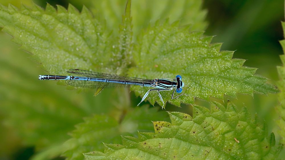 Platycnemis pennipes