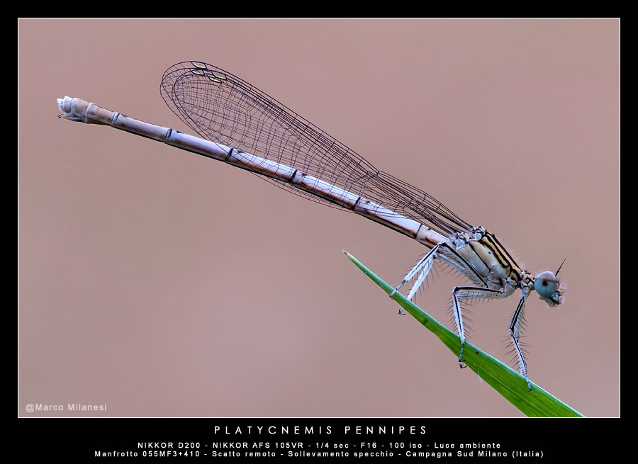 Platycnemis Pennipes