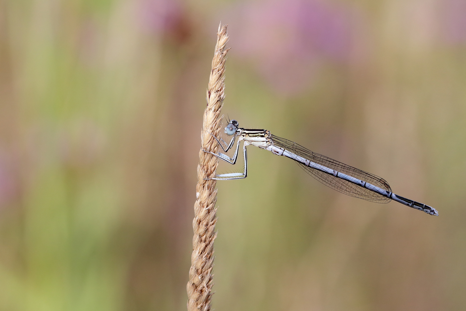 Platycnemis pennipes