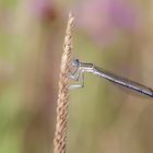 Platycnemis pennipes