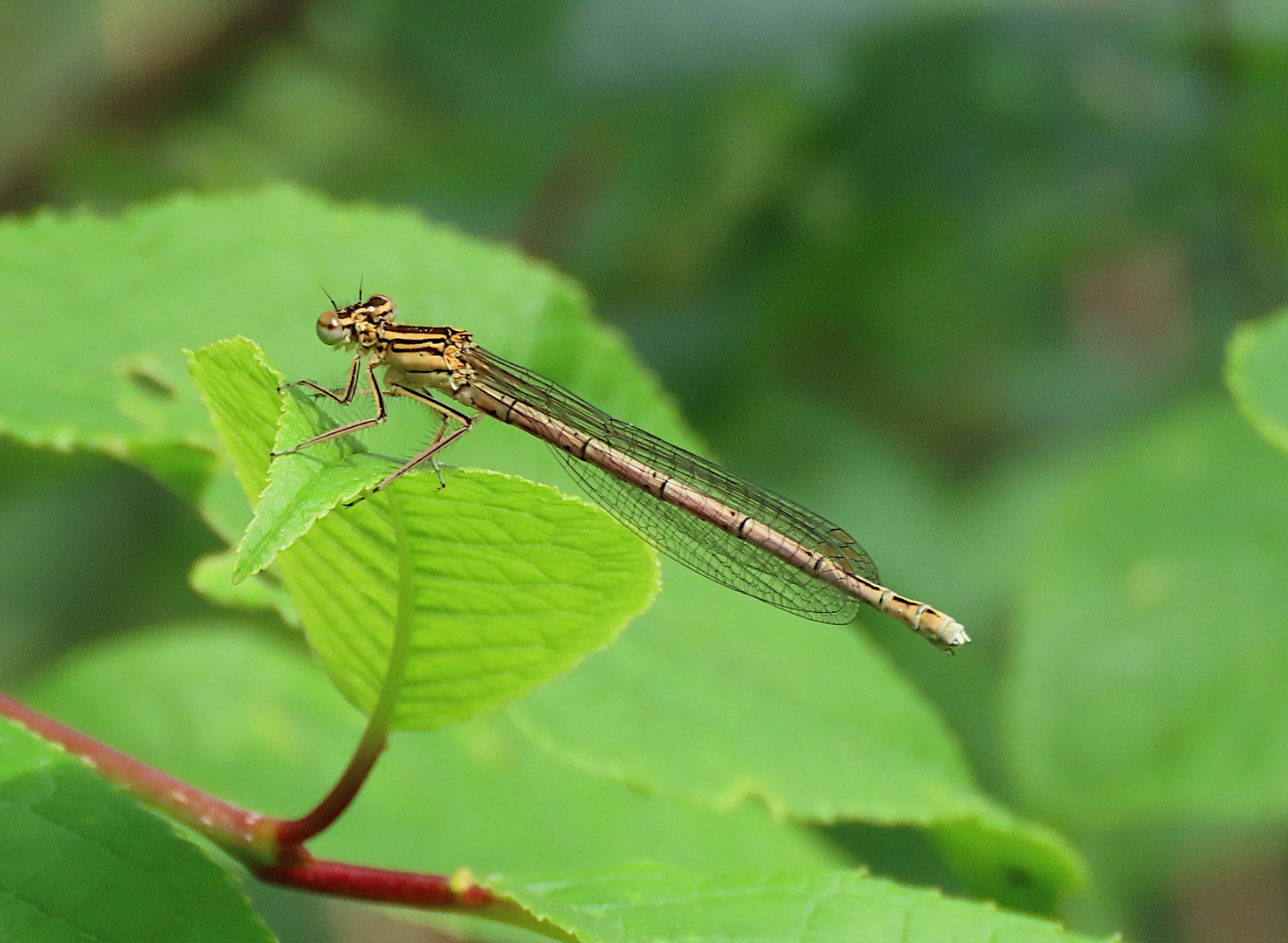 Platycnemis pennipes (Federlibelle)