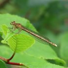 Platycnemis pennipes (Federlibelle)