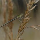 Platycnemis pennipes, Federlibelle