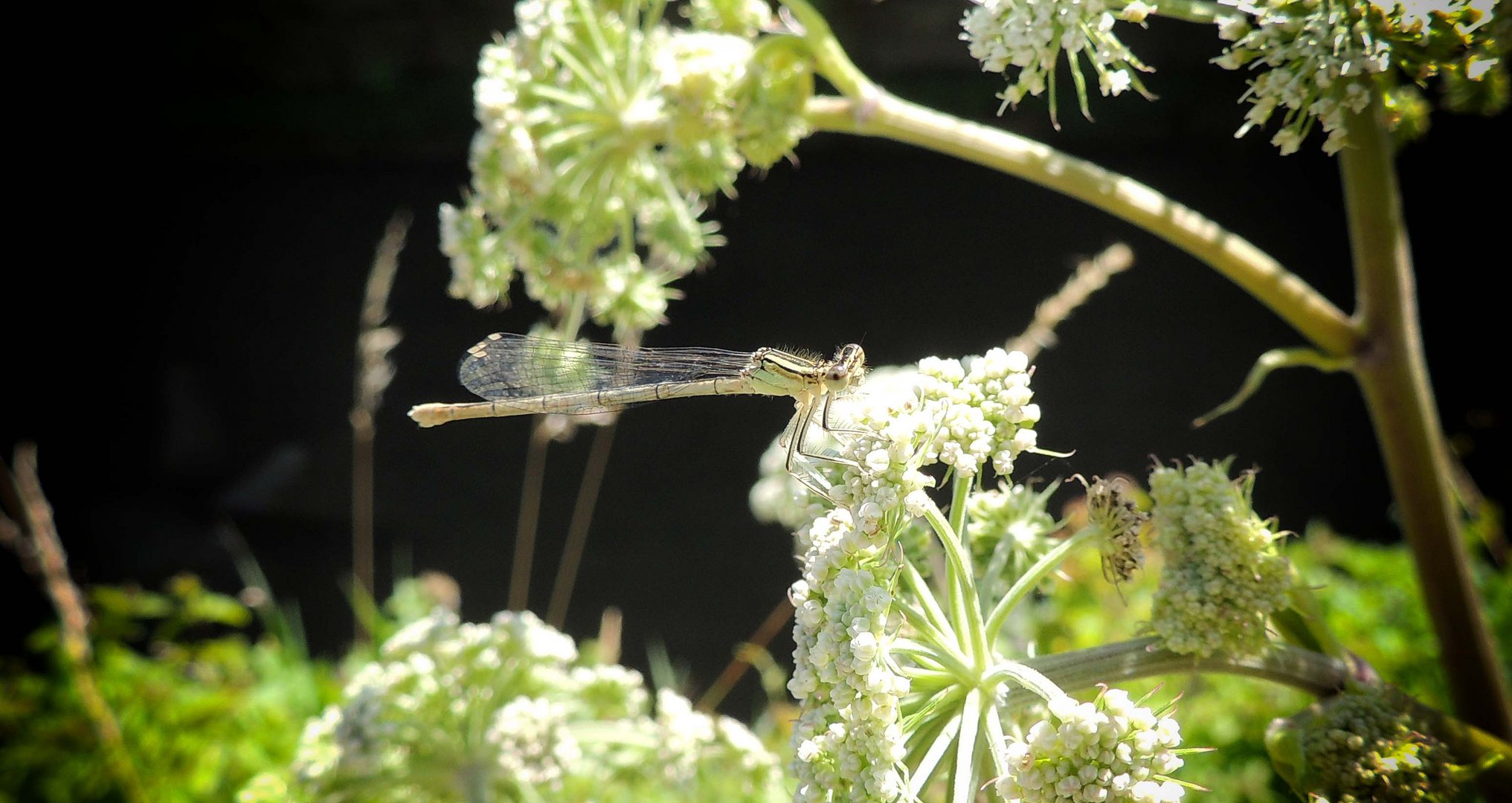 Platycnemis pennipes femelle