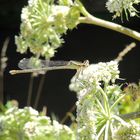 Platycnemis pennipes femelle