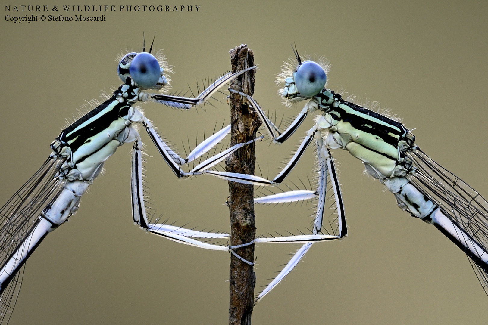 Platycnemis pennipes (Legri - Italy)