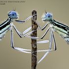 Platycnemis pennipes (Legri - Italy)