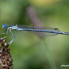 Platycnemis pennipes Pallas 1771