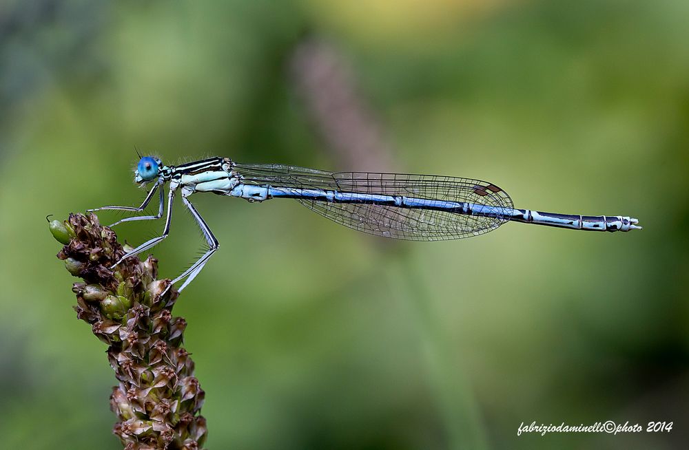 Platycnemis pennipes Pallas 1771