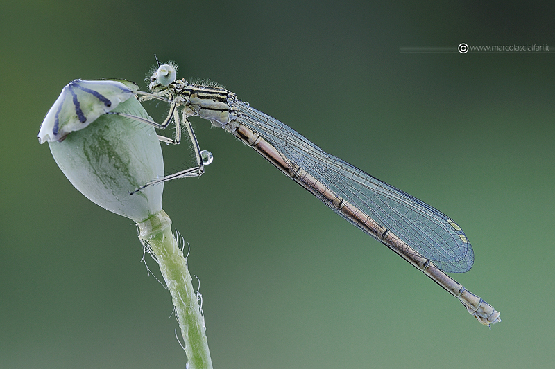 Platycnemis pennipes. (Pallas, 1771)