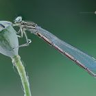 Platycnemis pennipes. (Pallas, 1771)