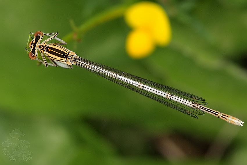 Platycnemis pennipes - sidielko ploskonohe