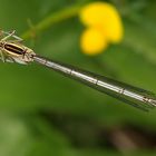 Platycnemis pennipes - sidielko ploskonohe