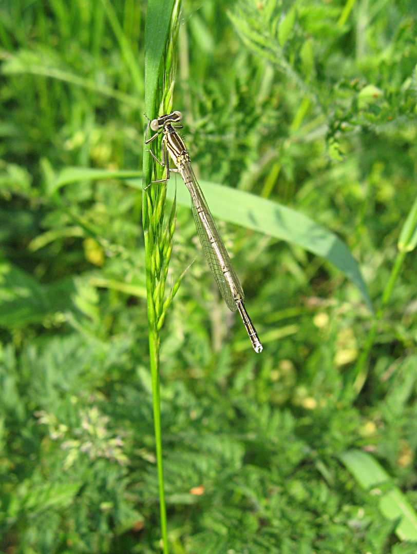 Platycnemis pennipes (w)