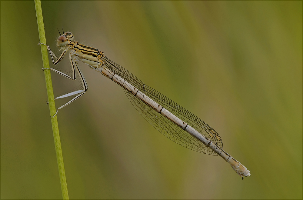 Platycnemis pennipes (Weibchen)