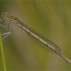 Platycnemis pennipes (Weibchen)