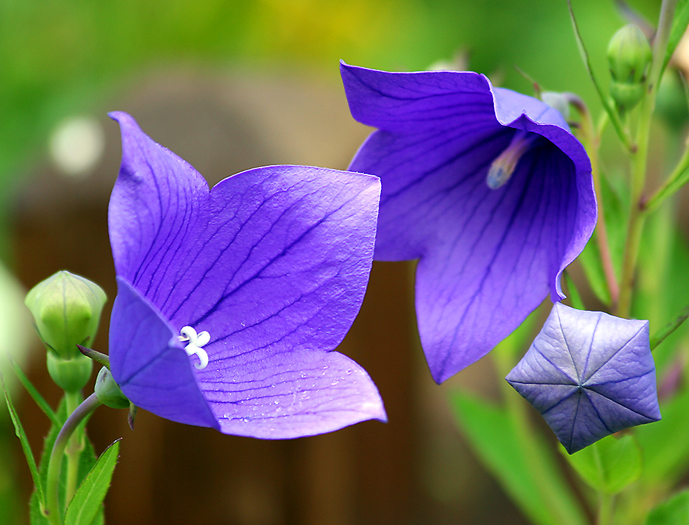 Platycodon grandiflorus-Großblumige Ballonblume