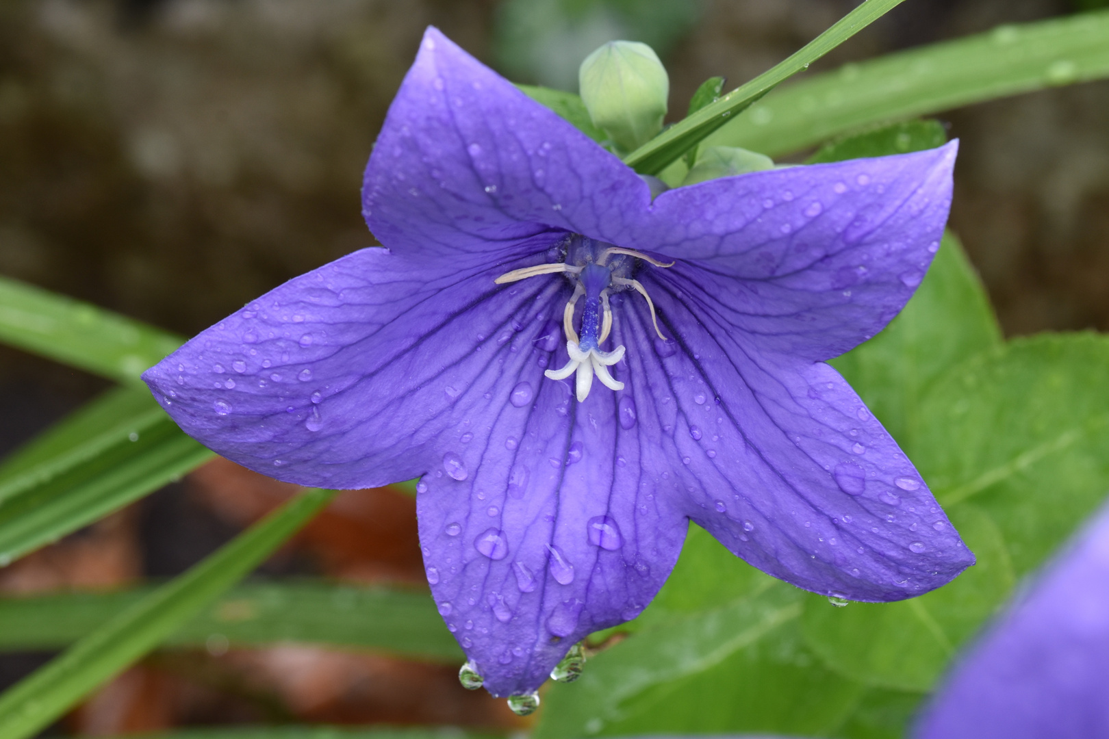 Platycodon qui pleure des larmes de rosée