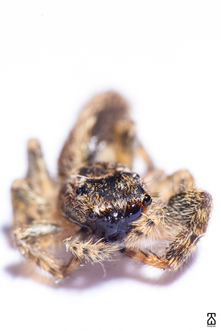 Platycryptus undatus (Springspinne)