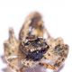 Platycryptus undatus (Springspinne)