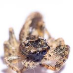 Platycryptus undatus (Springspinne)