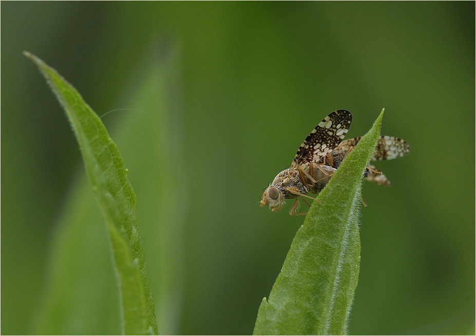 Platyparea discoidea?