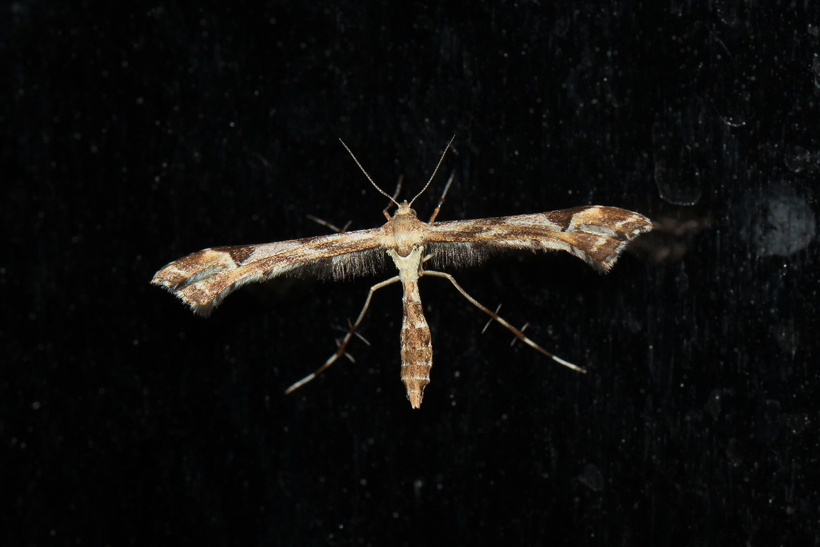 Platyptilia gonodactyla