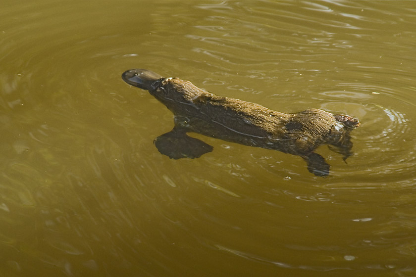 Platypus in early morning sun