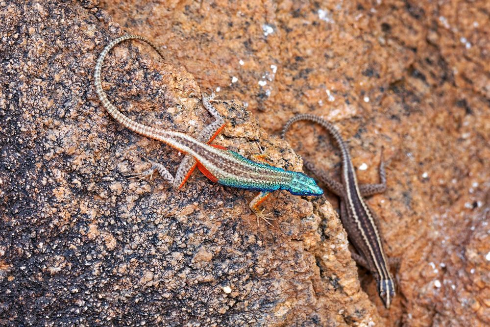 Platysaurus broadleyi_1 Foto & Bild africa, southern africa, south