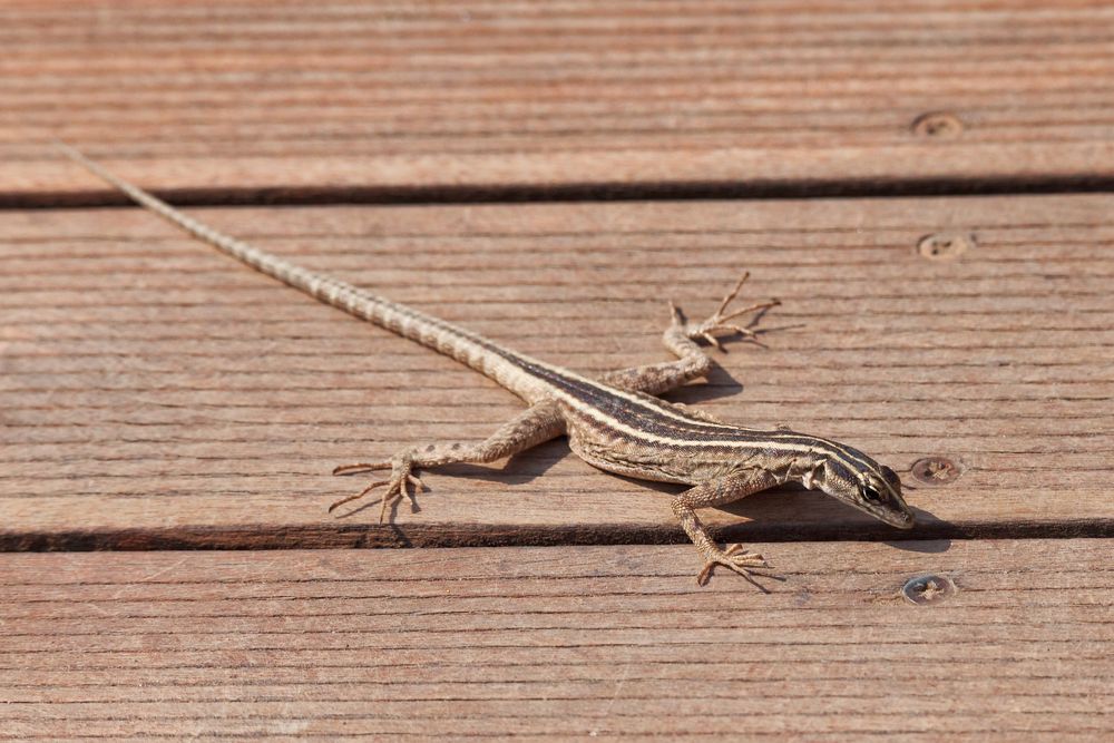 Platysaurus broadleyi_2 Foto & Bild africa, southern africa, south
