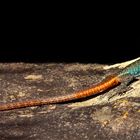 Platysaurus intermedius - Common Flat Lizard