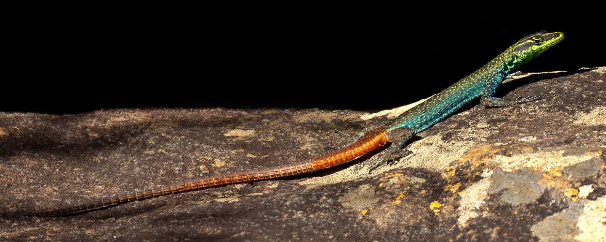 Platysaurus intermedius - Common Flat Lizard