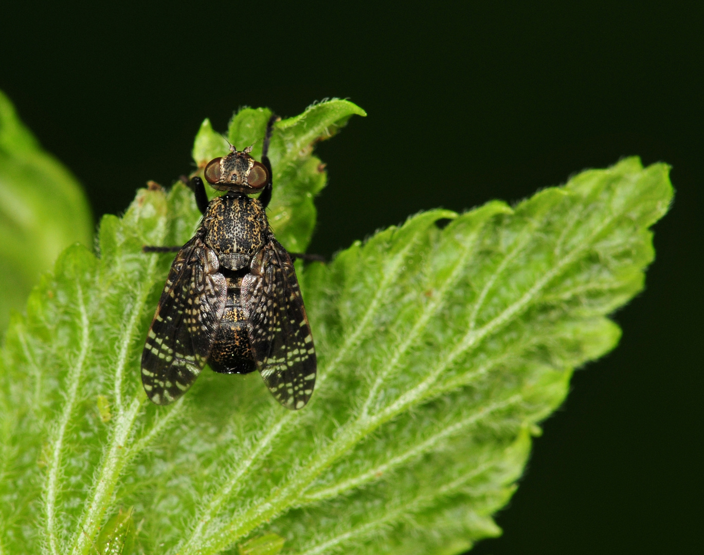 PLATYSTOMA SEMINATIONIS