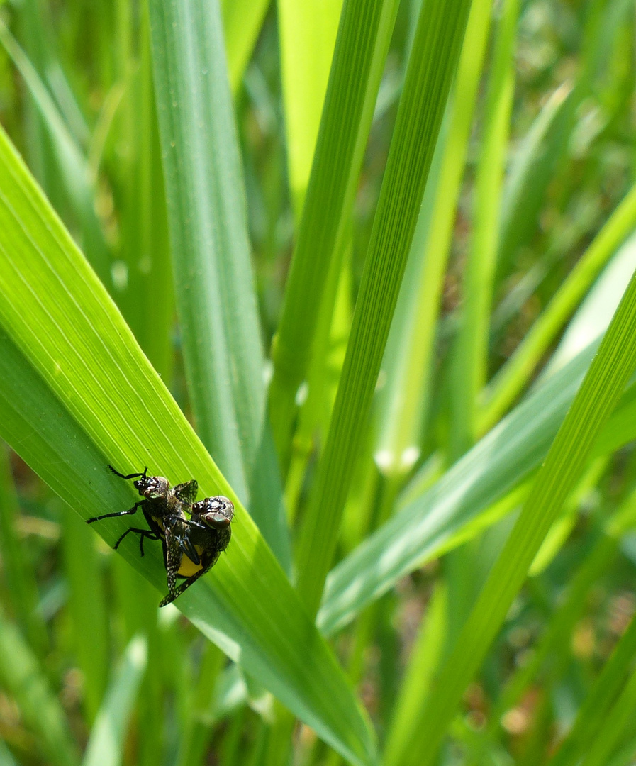 Platystoma seminationis