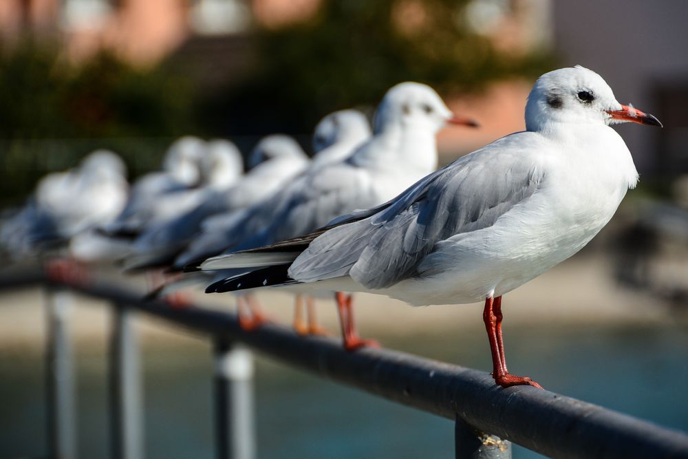 Platz an der Sonne