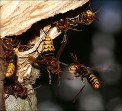 PLATZ DA -- eilige Lieferung !