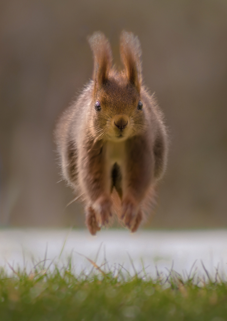 Platz da! Ich komme! 