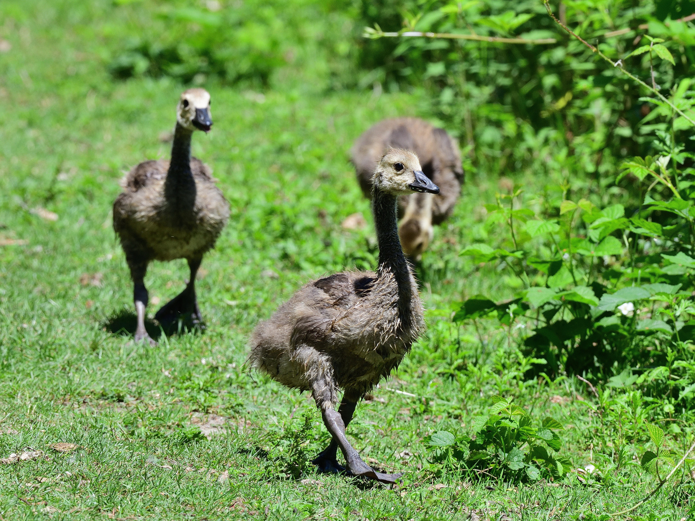 Platz da, jetzt komme ich! Make way, here I come!  ¡Dejan paso, aquí vengo!