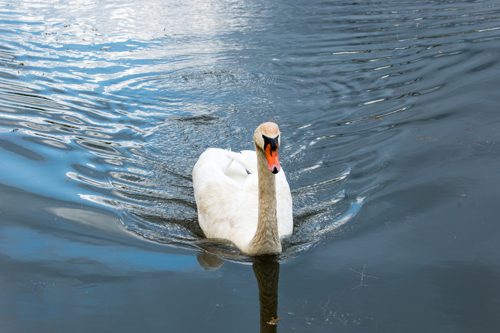 Platz da jetzt kommt-der "Schwan"