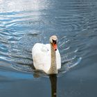 Platz da jetzt kommt-der "Schwan"