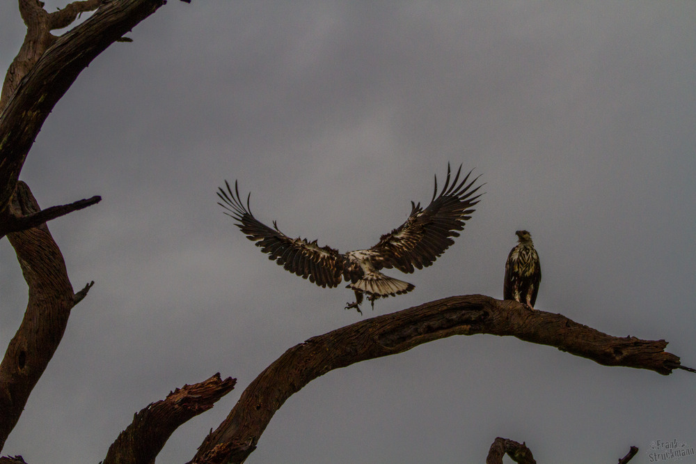 Platz da!! (Junger Schreiseeadler)