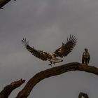 Platz da!! (Junger Schreiseeadler)