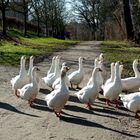 Platz da! Wir möchten ins Wasser ...