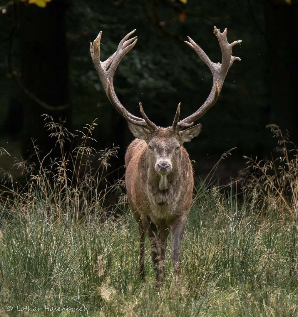 Platz da...ich bin der Herr im Wald