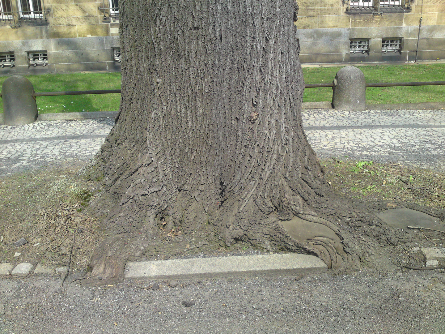 ...Platz für Baum